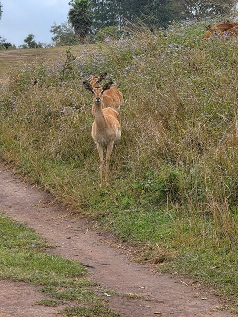 Malawi Game Park