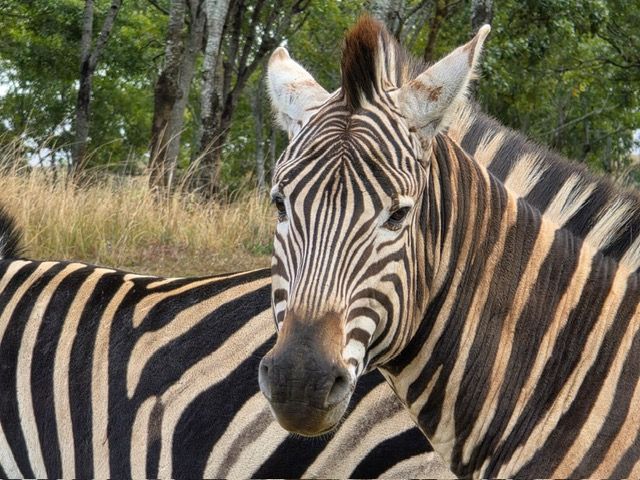 Malawi Game Park