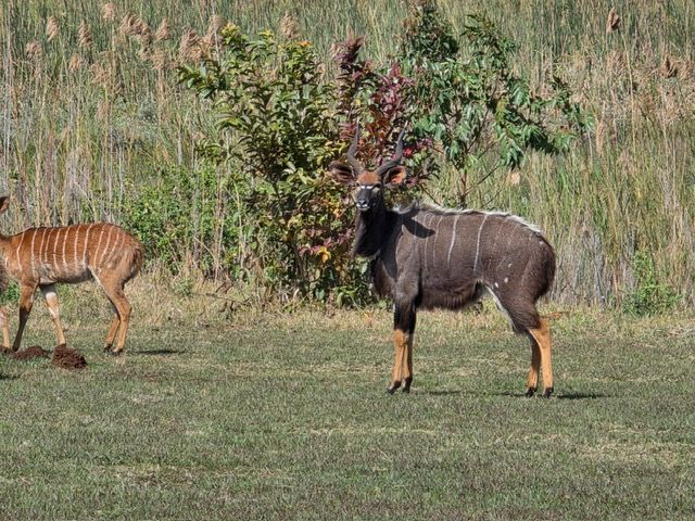 Malawi Game Park
