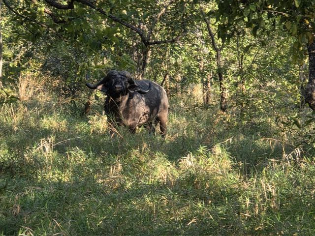 Majete Game Reserve, Malawi
