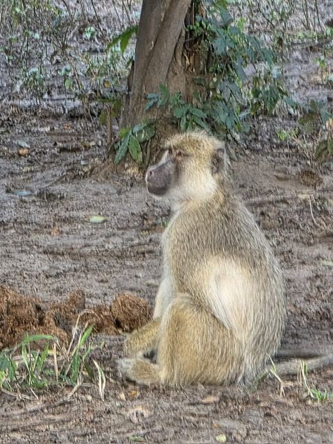 Majete Game Reserve, Malawi