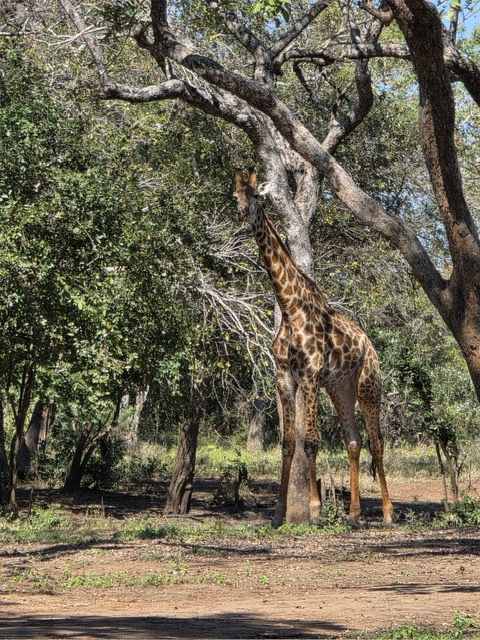 Majete Game Reserve, Malawi