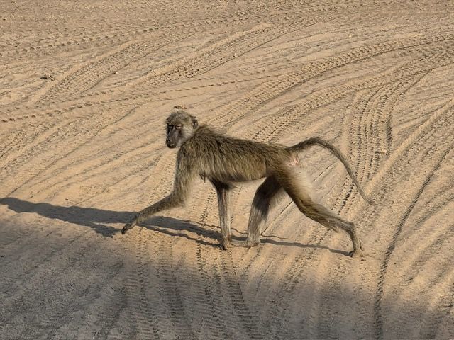 South Luangwa National Park, Zambia