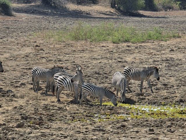 South Luangwa National Park, Zambia