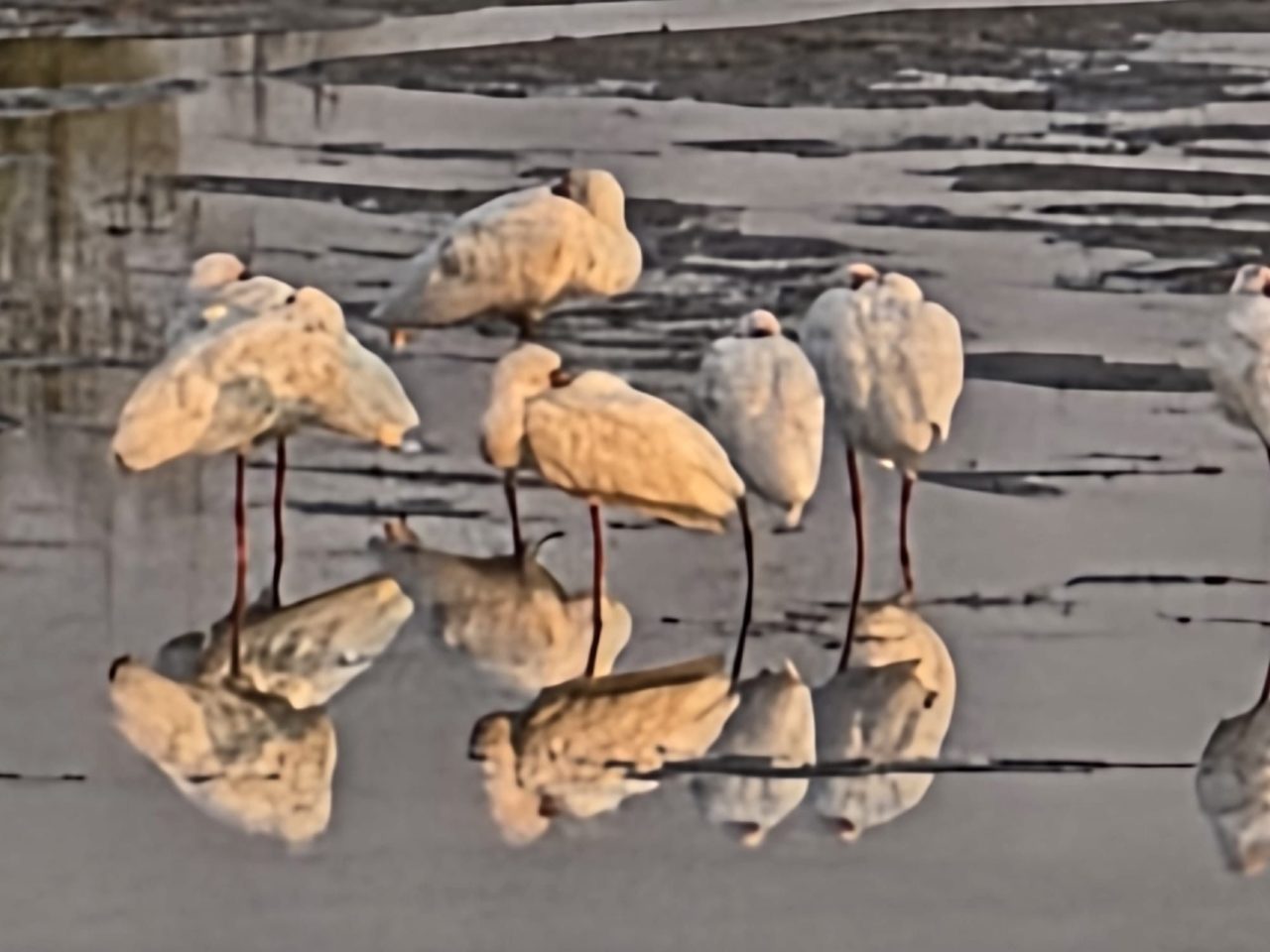 South Luangwa National Park, Zambia