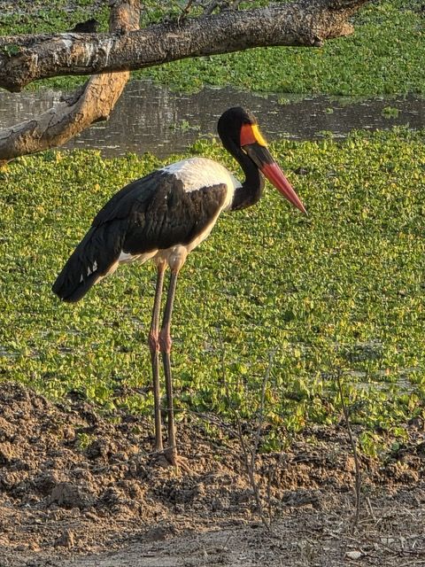 South Luangwa National Park, Zambia