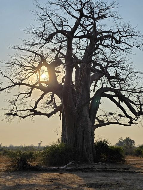 South Luangwa National Park, Zambia