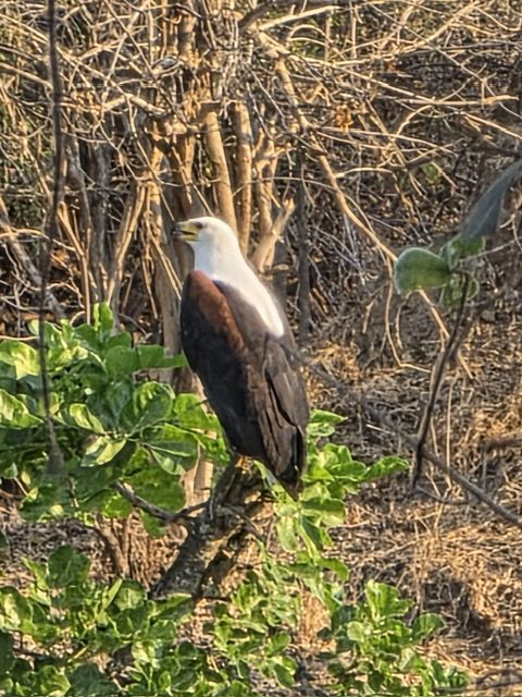 South Luangwa National Park, Zambia