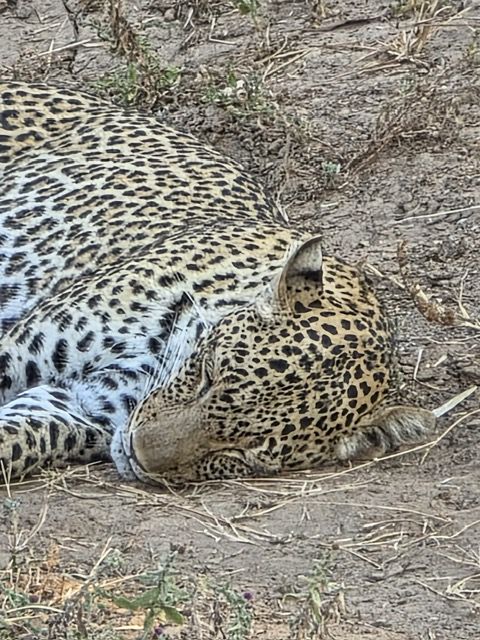 South Luangwa National Park, Zambia