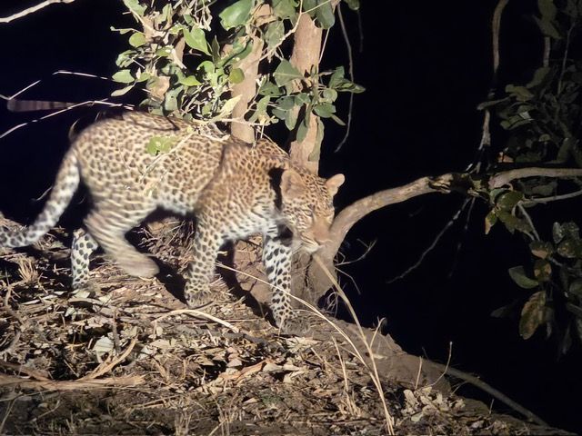 South Luangwa National Park, Zambia
