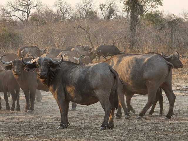 Chikunto Lodge, North Luangwa, Zambia