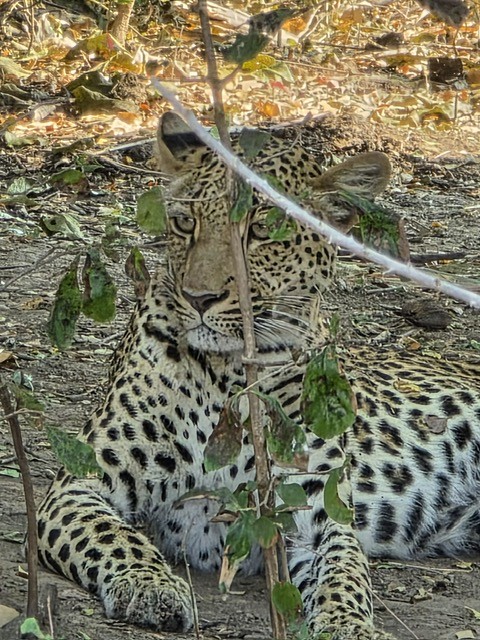 Chikunto Lodge, North Luangwa, Zambia