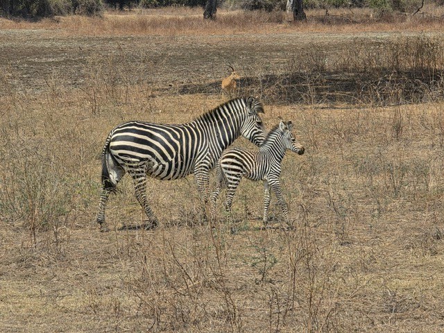 Chikunto Lodge, North Luangwa, Zambia
