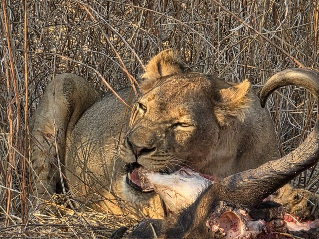 Chikunto Lodge, North Luangwa, Zambia