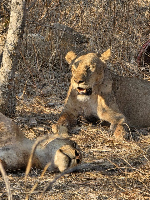 Chikunto Lodge, North Luangwa, Zambia