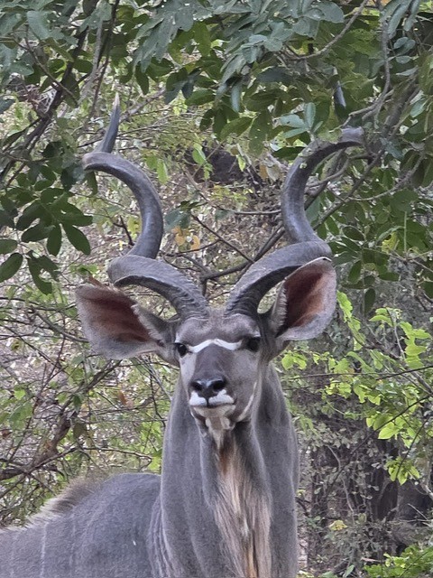 Chikunto Lodge, North Luangwa, Zambia