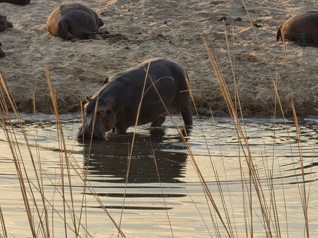Chikunto Lodge, North Luangwa, Zambia