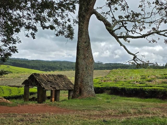 Thyolo Tea Plantation, Malawi