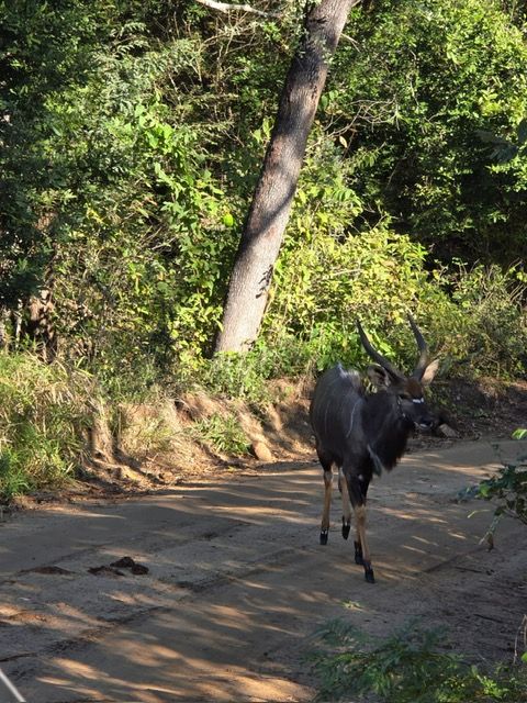 Majete Game Reserve, Malawi