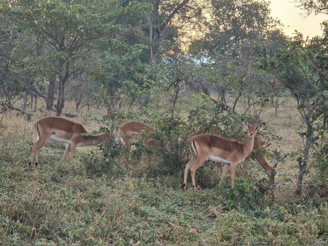 Majete Game Reserve, Malawi