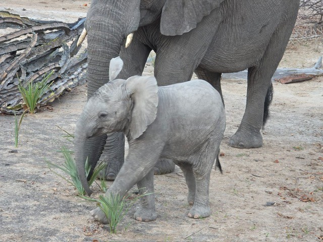 Liwonde , Malawi
