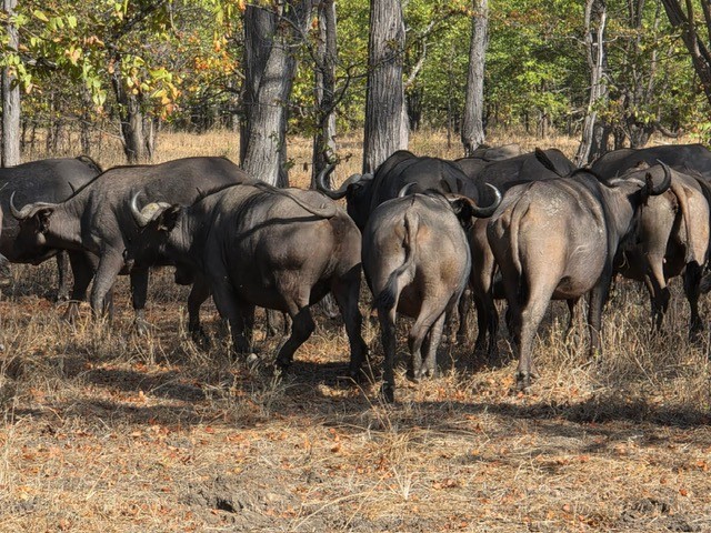 Liwonde , Malawi