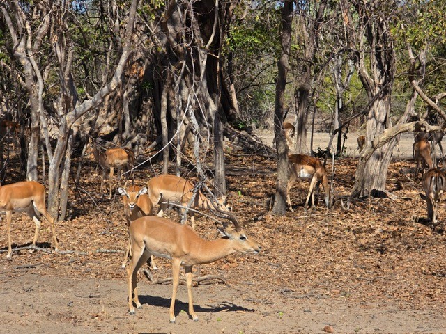 Liwonde , Malawi